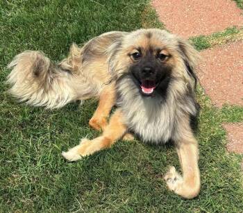 Royal -  Lhasa Apso and Pomeranian Dog for Adoption in Shawnee, Oklahoma - Royal | PetCurious