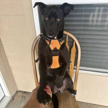 Shadow -  German Shepherd Dog and Labrador Retriever Dog for Adoption in Liverpool, Texas - Shadow | PetCurious