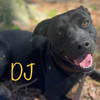 Pit Bull Terrier Dogs Available for Adoption in Wiggins, Mississippi - DJ | PetCurious