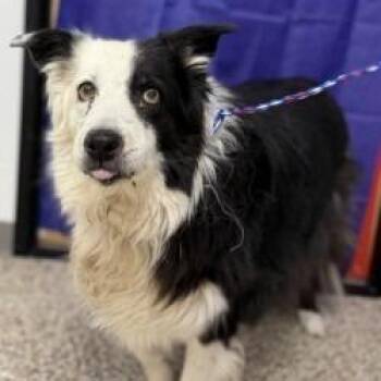 Dog 08/25/2026 -  Border Collie and Mixed Breed Dog for Adoption in Bullhead City, Arizona - Dog 08/25/2026 | PetCurious