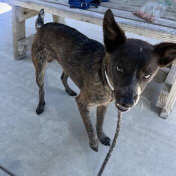Australian Cattle Dog Blue Heeler Dogs Available for Adoption in Long Beach, California - Rad | PetCurious