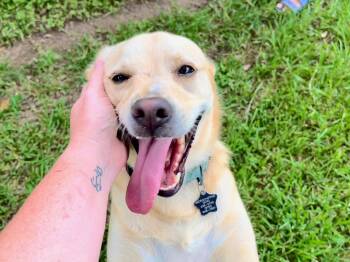Blondie -  Yellow Labrador Retriever Dog for Adoption in Angleton, Texas - Blondie | PetCurious