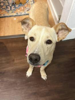 Rescue Yellow Labrador Retriever Dogs for Adoption in Fort Collins, Colorado - Aubrey | PetCurious