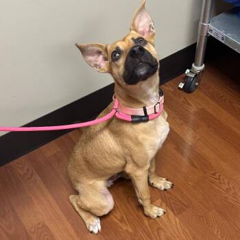 Liam -  Labrador Retriever and Mixed Breed Dog for Adoption in Milan, Illinois - Liam | PetCurious