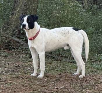 Rescue Labrador Retriever and American Staffordshire Terrier Dogs for Adoption in Chester, South Carolina - ROD | PetCurious