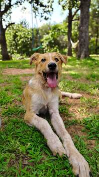 Hakoda -  Collie and Great Pyrenees Dog for Adoption in Oklahoma City, Oklahoma - Hakoda | PetCurious