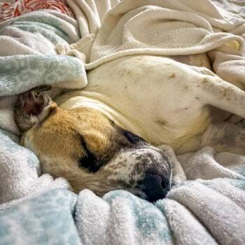 Briony -  Terrier Dog for Adoption in Des Moines, Iowa - Briony | PetCurious