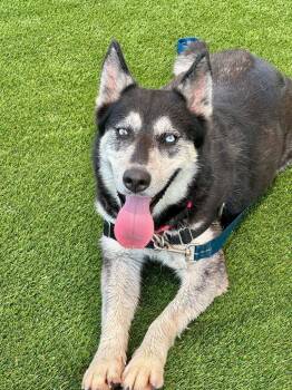 Rescue Husky Dogs for Adoption in Hamilton, Ohio - Mira | PetCurious
