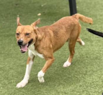 Terrier Dogs Available for Adoption in Carrollton, Texas - Nash | PetCurious