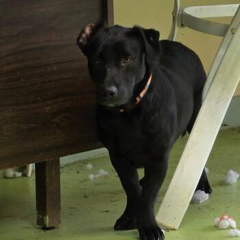 Dachshund and Black Labrador Retriever Dogs Available for Adoption in Melrose, Florida - Austin | PetCurious