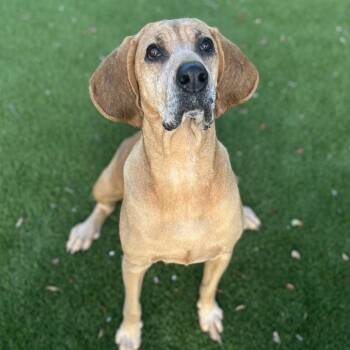 Scarlett -  Bloodhound Dog for Adoption in Loxahatchee Groves, Florida - Scarlett | PetCurious