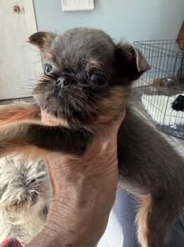 Brussels Griffon Dogs Available for Sale - Dixie | PetCurious
