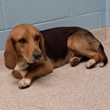 Stevie 2026 -  Beagle Dog for Adoption in Cincinnati, Ohio - Stevie 2026 | PetCurious