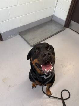 ROXY -  Rottweiler Dog for Adoption in Corpus Christi, Texas - ROXY | PetCurious