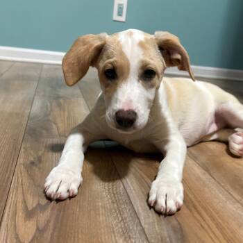 Ruby * -  Labrador Retriever and Hound Dog for Adoption in Ferndale, Michigan - Ruby * | PetCurious