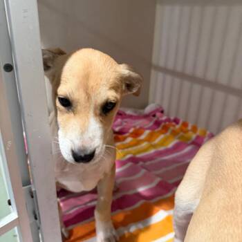 Mixed Breed Dogs Available for Adoption in Port Charlotte, Florida - Lola | PetCurious