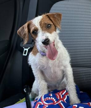 Dusk -  Jack Russell Terrier Dog for Adoption in Plano, Texas - Dusk | PetCurious