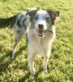 Rescue Border Collie Dogs for Adoption in Oklahoma City, Oklahoma - Cider | PetCurious