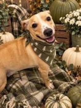 Butterball -  Beagle Dog for Adoption in Lakewood Ranch, Florida - Butterball | PetCurious