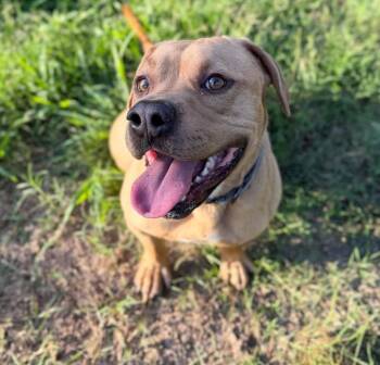 Maurcie -  Mixed Breed Dog for Adoption in Northwood, New Hampshire - Maurcie | PetCurious
