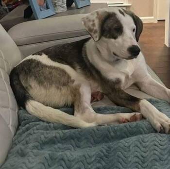 Rescue Catahoula Leopard Dog Dogs for Adoption in Colleyville, Texas - Lucy 2 | PetCurious