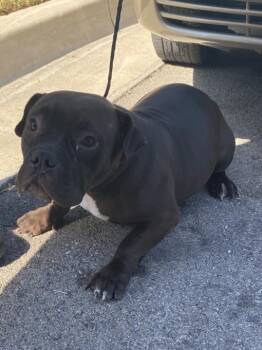 GLORIA -  Mixed Breed Dog for Adoption in Dallas, Texas - GLORIA | PetCurious