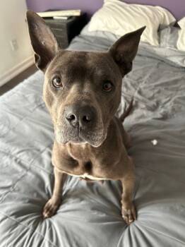 Rescue Pit Bull Terrier Dogs for Adoption in Vallejo, California - Freya | PetCurious