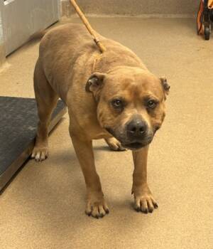 Rescue Mixed Breed Dogs for Adoption in Atlanta, Georgia - Gerard | PetCurious