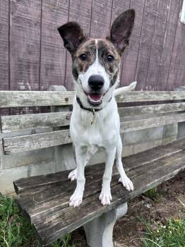 Mixed Breed Dogs Available for Adoption in Altoona, Pennsylvania - Ellen Griswold | PetCurious