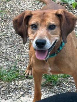 Rescue Beagle Dogs for Adoption in Rockaway, New Jersey - Jack SCAS | PetCurious