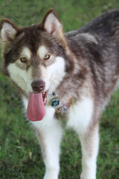 Rescue Alaskan Malamute and Siberian Husky Dogs for Adoption in Lafayette, Indiana - Blu | PetCurious