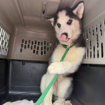 Pavarti -  Husky Dog for Adoption in Northbrook, Illinois - Pavarti | PetCurious