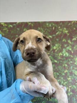 Shepherd and Mixed Breed Dogs Available for Adoption in San Antonio, Texas - Anthony | PetCurious