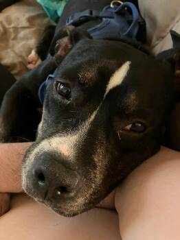 Bowser -  American Bulldog and Boxer Dog for Adoption in Charlotte, North Carolina - Bowser | PetCurious