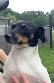 Emilio -  Chihuahua Dog for Adoption in New Bern, North Carolina - Emilio | PetCurious