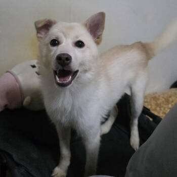 Jindo and Terrier Dogs Available for Adoption in Danvers, Massachusetts - BooBoo | PetCurious