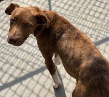 Pit Bull Terrier and Mixed Breed Dogs Available for Adoption in Tulsa, Oklahoma - MUNCHER | PetCurious