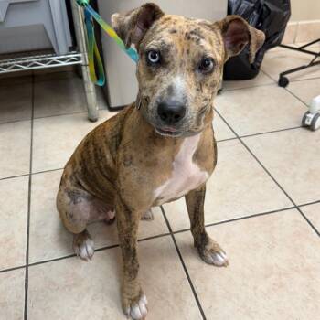 Selma -  Terrier Dog for Adoption in Birmingham, Alabama - Selma | PetCurious