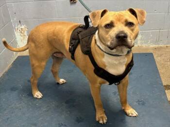 *ALAKAZAM -  Dogo Argentino and Pit Bull Terrier Dog for Adoption in Woodland, California - *ALAKAZAM | PetCurious