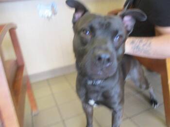 Staffordshire Bull Terrier Dogs Available for Adoption in Ocala, Florida - JACK BLACK | PetCurious