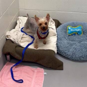 LILI -  Yorkshire Terrier Dog for Adoption in Boston, Massachusetts - LILI | PetCurious