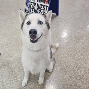 FWT Blaze -  Siberian Husky Dog for Adoption in Midland, Texas - FWT Blaze | PetCurious