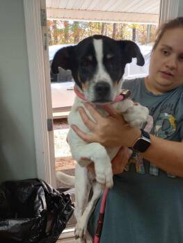 Silas -  Jack Russell Terrier and Beagle Dog for Adoption in Frenchburg, Kentucky - Silas | PetCurious