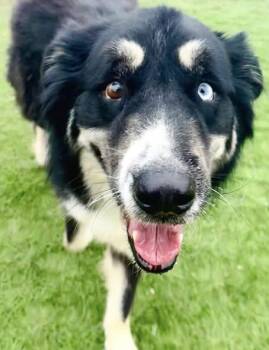 Alaskan Malamute and Rough Collie Dogs Available for Adoption in Lenexa, Kansas - Koda | PetCurious