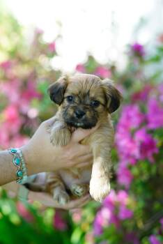 Miniature Poodle Dogs Available for Adoption - Lydia | PetCurious
