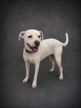 SOLINA -  American Bulldog and Mixed Breed Dog for Adoption in Winter Haven, Florida - SOLINA | PetCurious