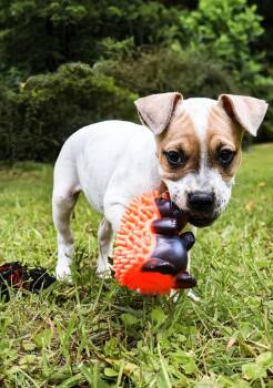 Flossy - UP & COMING -  Staffordshire Bull Terrier Dog for Adoption in Maryville, Tennessee - Flossy - UP & COMING | PetCurious