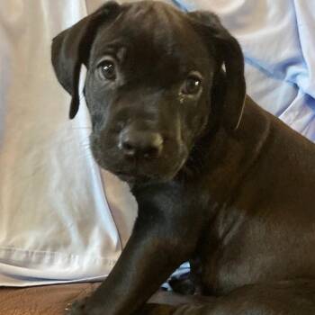 Paul -  Rottweiler and Pit Bull Terrier Dog for Adoption in Idaho Falls, Idaho - Paul | PetCurious