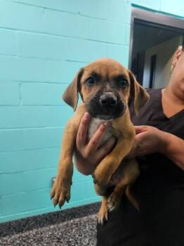 Morgan -  Boxer and Mixed Breed Dog for Adoption in Jackson, Tennessee - Morgan | PetCurious