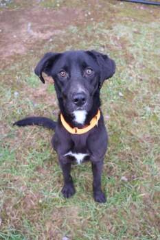 Rescue Labrador Retriever Dogs for Adoption in Washington, District Of Columbia - Cruz | PetCurious